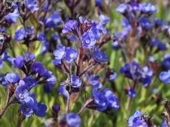 Große Ochsenzunge 'Loddon Royalist' 15 Große Ochsenzunge 'Loddon Royalist' -Günstiges Garten Zart Geschäft grosse ochsenzunge loddon royalist m012337 w 2