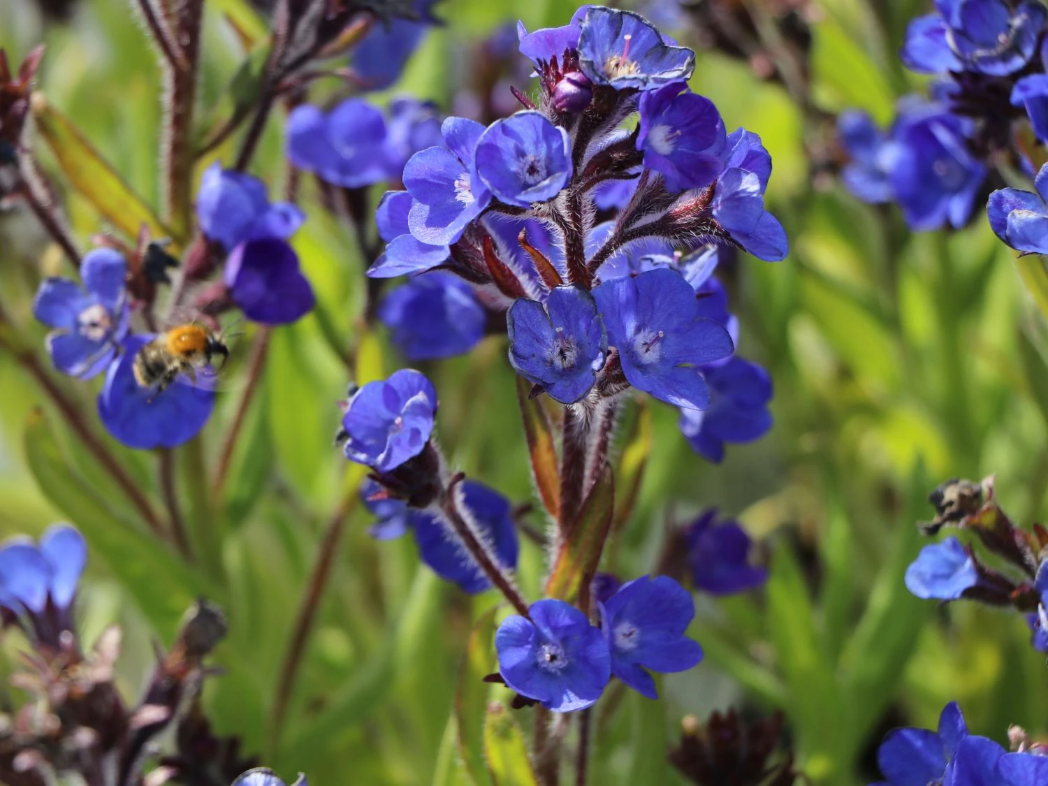 Große Ochsenzunge 'Loddon Royalist' 5 Große Ochsenzunge 'Loddon Royalist' – Bild 3