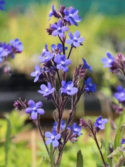 Große Ochsenzunge 'Loddon Royalist' 18 Große Ochsenzunge 'Loddon Royalist' -Günstiges Garten Zart Geschäft grosse ochsenzunge loddon royalist m012337 w 4