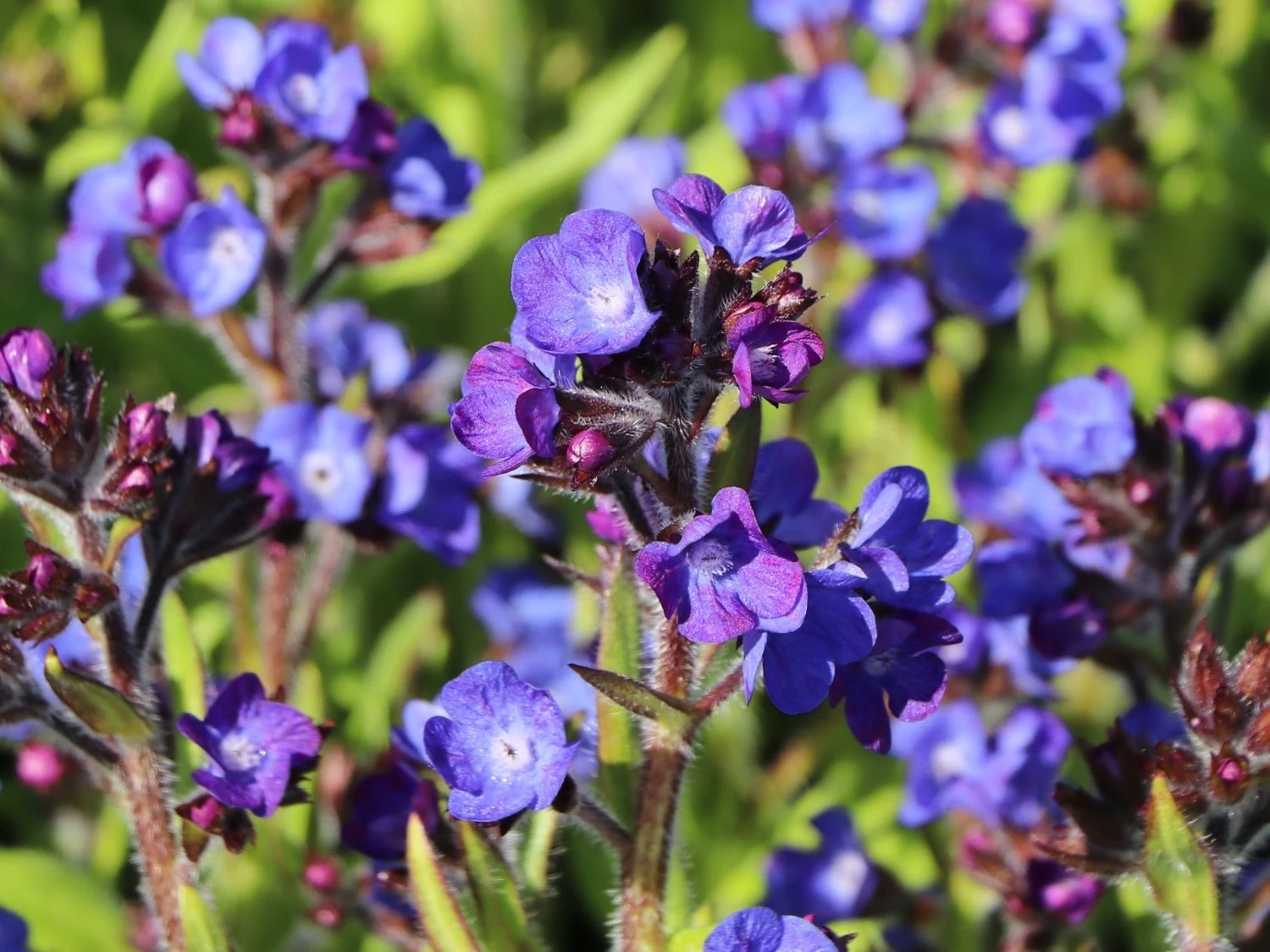 Große Ochsenzunge 'Loddon Royalist' 4 Große Ochsenzunge 'Loddon Royalist' – Bild 2