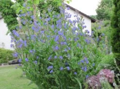 Große Ochsenzunge 14 Große Ochsenzunge -Günstiges Garten Zart Geschäft grosse ochsenzunge m001561 628329 0