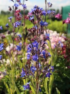 Große Ochsenzunge 12 Große Ochsenzunge -Günstiges Garten Zart Geschäft grosse ochsenzunge m001561 w 0