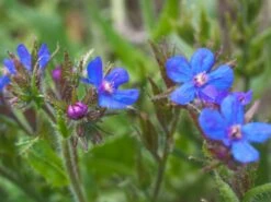 Große Ochsenzunge 11 Große Ochsenzunge -Günstiges Garten Zart Geschäft grosse ochsenzunge m001561 w 1