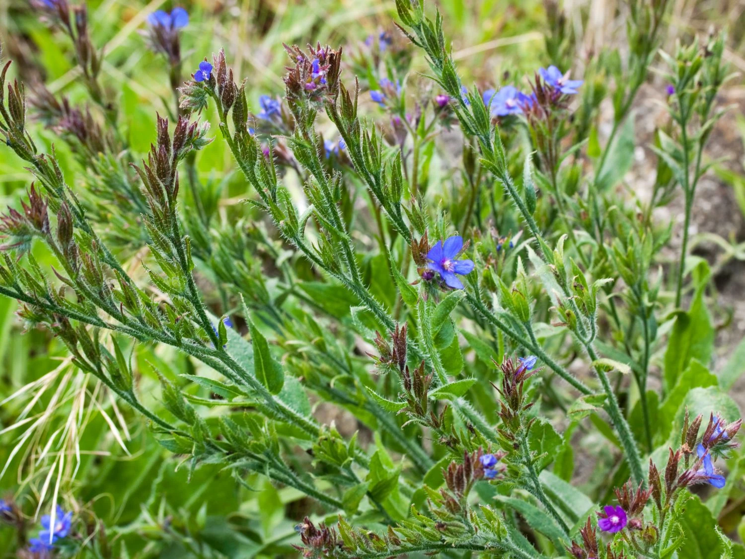 Große Ochsenzunge 4 Große Ochsenzunge – Bild 2
