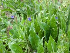 Große Ochsenzunge 13 Große Ochsenzunge -Günstiges Garten Zart Geschäft grosse ochsenzunge m001561 w 3