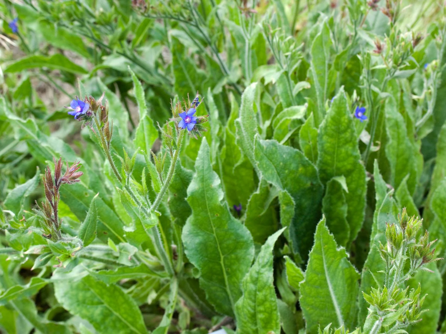 Große Ochsenzunge 7 Große Ochsenzunge – Bild 5
