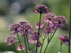 Große Sterndolde 'Rosensinfonie' 15 Große Sterndolde 'Rosensinfonie' -Günstiges Garten Zart Geschäft grosse sterndolde rosensinfonie m057880 w 0