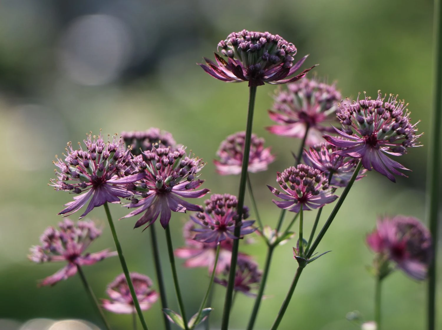 Große Sterndolde 'Rosensinfonie' 6 Große Sterndolde 'Rosensinfonie' – Bild 4