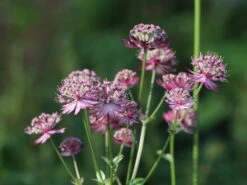 Große Sterndolde 'Rosensinfonie' 14 Große Sterndolde 'Rosensinfonie' -Günstiges Garten Zart Geschäft grosse sterndolde rosensinfonie m057880 w 1