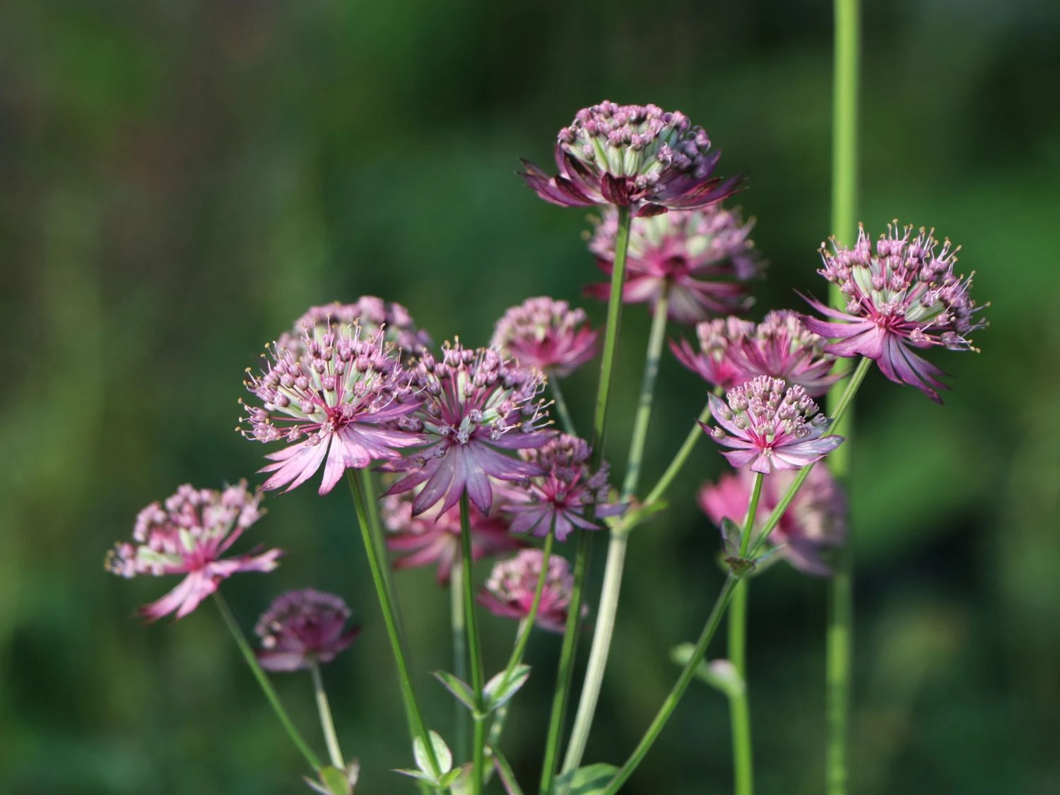 Große Sterndolde 'Rosensinfonie' 5 Große Sterndolde 'Rosensinfonie' – Bild 3