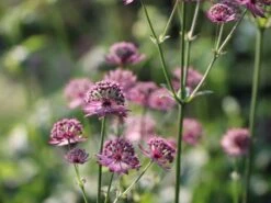 Große Sterndolde 'Rosensinfonie' 17 Große Sterndolde 'Rosensinfonie' -Günstiges Garten Zart Geschäft grosse sterndolde rosensinfonie m057880 w 2