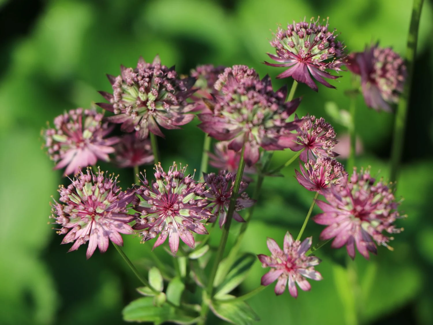 Große Sterndolde 'Rosensinfonie' 7 Große Sterndolde 'Rosensinfonie' – Bild 5