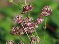 Große Sterndolde 'Rosensinfonie' 19 Große Sterndolde 'Rosensinfonie' -Günstiges Garten Zart Geschäft grosse sterndolde rosensinfonie m057880 w 4
