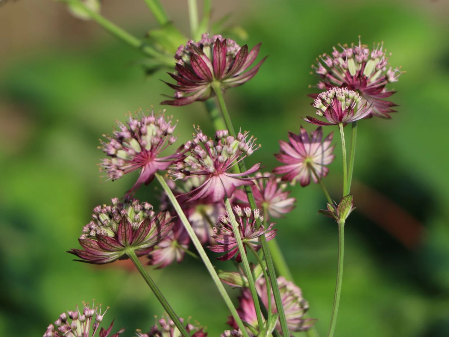 Große Sterndolde 'Rosensinfonie' 10 Große Sterndolde 'Rosensinfonie' – Bild 8