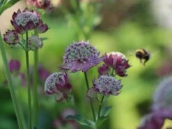 Große Sterndolde 'Rosensinfonie' 18 Große Sterndolde 'Rosensinfonie' -Günstiges Garten Zart Geschäft grosse sterndolde rosensinfonie m057880 w 5