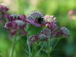 Große Sterndolde 'Rosensinfonie' 20 Große Sterndolde 'Rosensinfonie' -Günstiges Garten Zart Geschäft grosse sterndolde rosensinfonie m057880 w 6