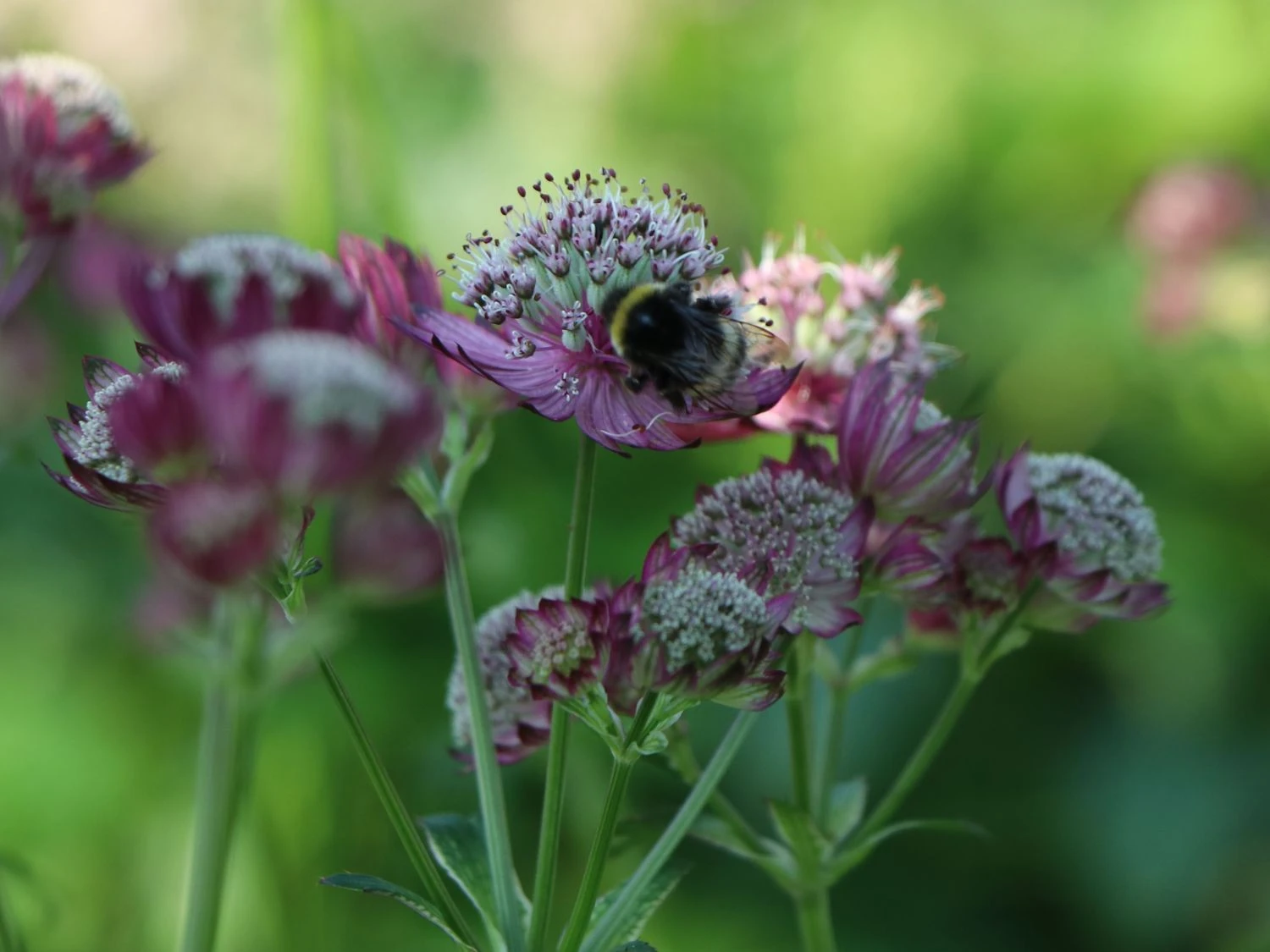 Große Sterndolde 'Rosensinfonie' 11 Große Sterndolde 'Rosensinfonie' – Bild 9