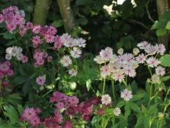 Große Sterndolde 'Rosensinfonie' 21 Große Sterndolde 'Rosensinfonie' -Günstiges Garten Zart Geschäft grosse sterndolde rosensinfonie m057880 w 7