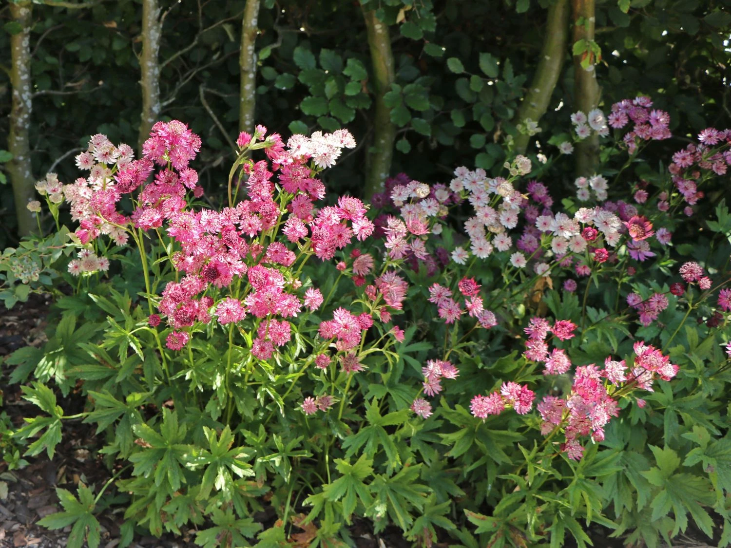 Große Sterndolde 'Rosensinfonie' 4 Große Sterndolde 'Rosensinfonie' – Bild 2