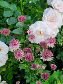 Große Sterndolde 'Star Of Love' -Günstiges Garten Zart Geschäft grosse sterndolde star of love m107335 57401 0