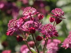 Große Sterndolde 'Star Of Love' -Günstiges Garten Zart Geschäft grosse sterndolde star of love m107335 w 1