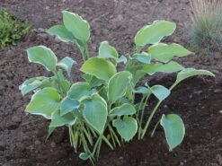 Große Weißrand-Funkie 'Regal Splendor'