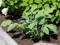 Große Weißrand-Funkie 'Regal Splendor' -Günstiges Garten Zart Geschäft grosse weissrand funkie regal splendor m081866 w 0