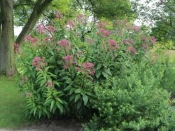 Großer Garten Wasserdost 'Atropurpureum' 24 Großer Garten Wasserdost 'Atropurpureum' -Günstiges Garten Zart Geschäft grosser garten wasserdost atropurpureum m058504 w 6