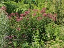 Großer Garten Wasserdost 'Atropurpureum' 18 Großer Garten Wasserdost 'Atropurpureum' -Günstiges Garten Zart Geschäft grosser garten wasserdost atropurpureum m058504 w 7