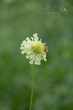Großer Schuppenkopf -Günstiges Garten Zart Geschäft grosser schuppenkopf m058102 866281 0