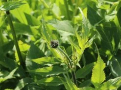 Großer Schuppenkopf -Günstiges Garten Zart Geschäft grosser schuppenkopf m058102 w 0