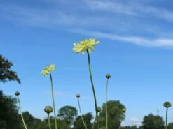 Großer Schuppenkopf -Günstiges Garten Zart Geschäft grosser schuppenkopf m058102 w 10