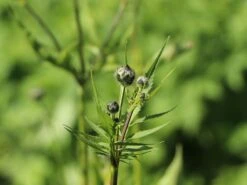 Großer Schuppenkopf -Günstiges Garten Zart Geschäft grosser schuppenkopf m058102 w 2