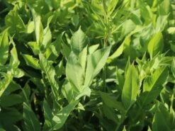 Großer Schuppenkopf -Günstiges Garten Zart Geschäft grosser schuppenkopf m058102 w 3