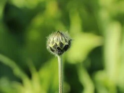 Großer Schuppenkopf -Günstiges Garten Zart Geschäft grosser schuppenkopf m058102 w 4
