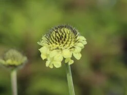 Großer Schuppenkopf -Günstiges Garten Zart Geschäft grosser schuppenkopf m058102 w 6