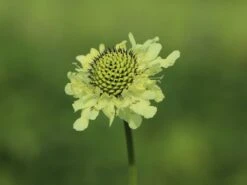 Großer Schuppenkopf -Günstiges Garten Zart Geschäft grosser schuppenkopf m058102 w 7