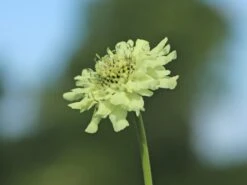 Großer Schuppenkopf -Günstiges Garten Zart Geschäft grosser schuppenkopf m058102 w 8