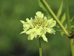 Großer Schuppenkopf -Günstiges Garten Zart Geschäft grosser schuppenkopf m058102 w 9