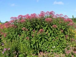 Großer Wasserdost 'Glutball'