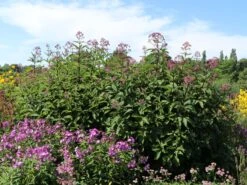 Großer Wasserdost 'Glutball' -Günstiges Garten Zart Geschäft grosser wasserdost glutball m058506 w 0