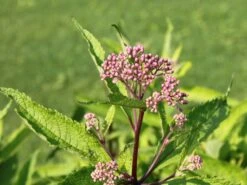Großer Wasserdost 'Glutball' -Günstiges Garten Zart Geschäft grosser wasserdost glutball m058506 w 1