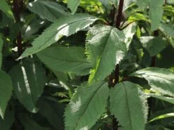 Großer Wasserdost 'Glutball' -Günstiges Garten Zart Geschäft grosser wasserdost glutball m058506 w 10