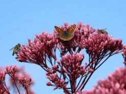 Großer Wasserdost 'Glutball' -Günstiges Garten Zart Geschäft grosser wasserdost glutball m058506 w 11