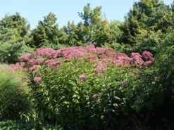 Großer Wasserdost 'Glutball' -Günstiges Garten Zart Geschäft grosser wasserdost glutball m058506 w 2