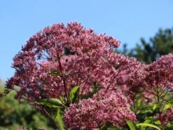 Großer Wasserdost 'Glutball' -Günstiges Garten Zart Geschäft grosser wasserdost glutball m058506 w 3