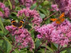 Großer Wasserdost 'Glutball' -Günstiges Garten Zart Geschäft grosser wasserdost glutball m058506 w 5