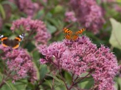 Großer Wasserdost 'Glutball' -Günstiges Garten Zart Geschäft grosser wasserdost glutball m058506 w 6