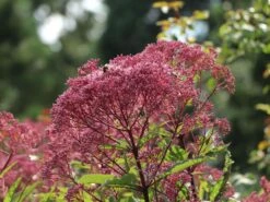Großer Wasserdost 'Glutball' -Günstiges Garten Zart Geschäft grosser wasserdost glutball m058506 w 7