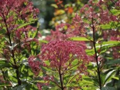 Großer Wasserdost 'Glutball' -Günstiges Garten Zart Geschäft grosser wasserdost glutball m058506 w 8